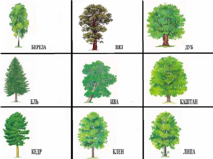 Деревья фото с названиями для детей