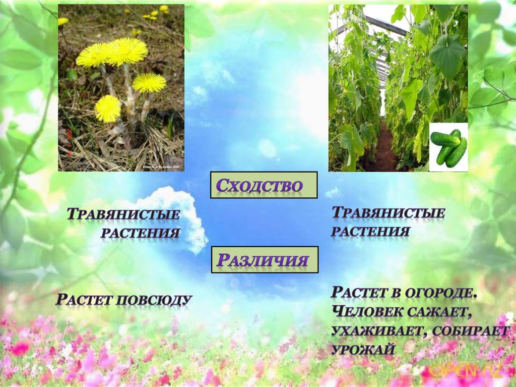 Дикорастущие растения 2 класс. Культурные деревья кустарники травянистые. Дикорастущие и культурные деревья кустарники травы. Культурные травянистые растения. Цветковые растения культурные и дикорастущие.