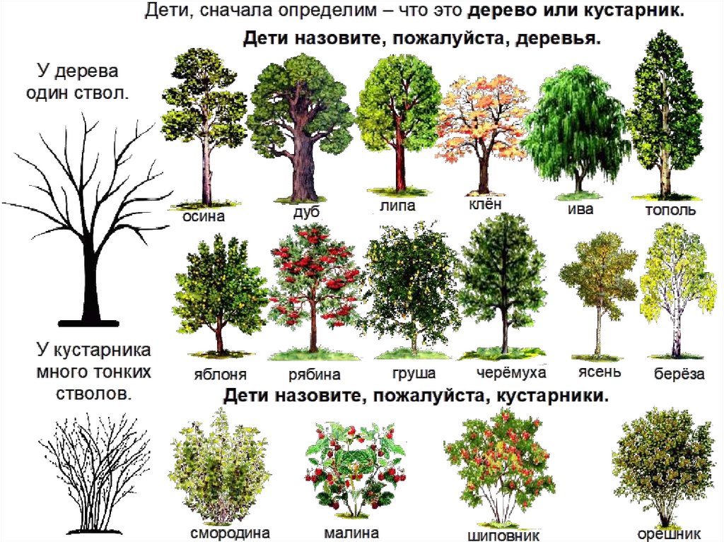 Картинка деревья кустарники для детей