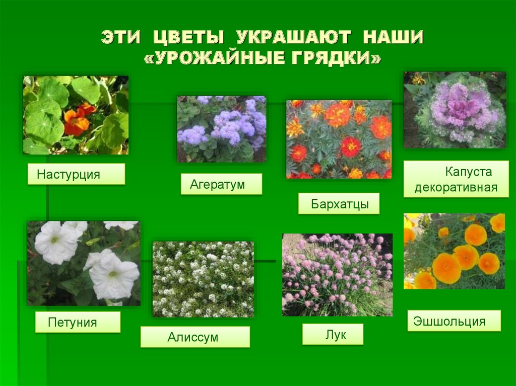 Какие растения выращивают в московской области. Декоративные культурные растения. Редкие культурные растения. Растения пришкольного участка названия. Цветочно-декоративные растения примеры.