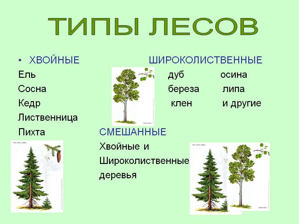 Хвойные и лиственные растения 1 класс презентация