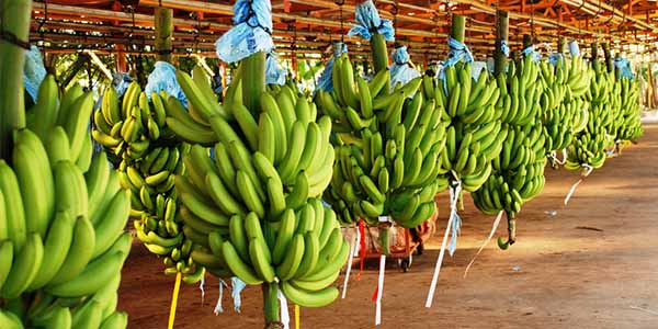 плантация бананов