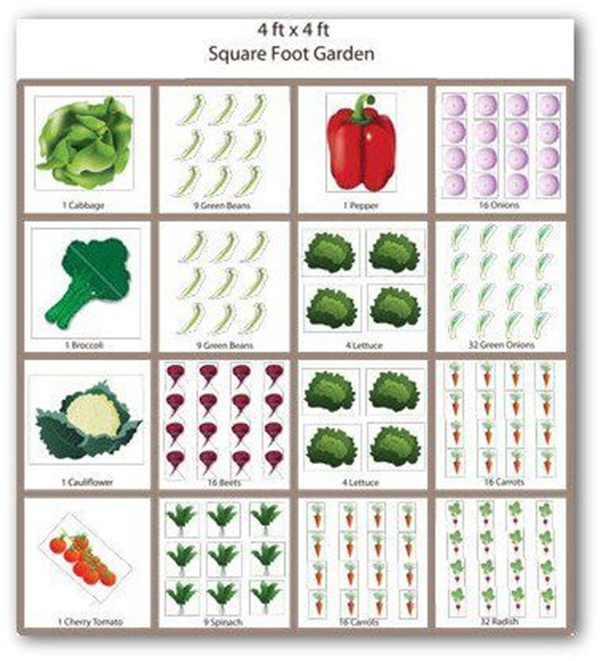 Square foot vegetable garden layout