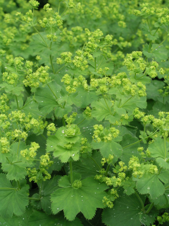 Манжетка мягкая. Манжетка Alchemilla mollis. Манжетка Робустика. Манжетка мягкая (Alchemilla mollis). Манжетка красночерешковая.