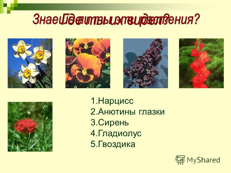 Декоративные культурные растения