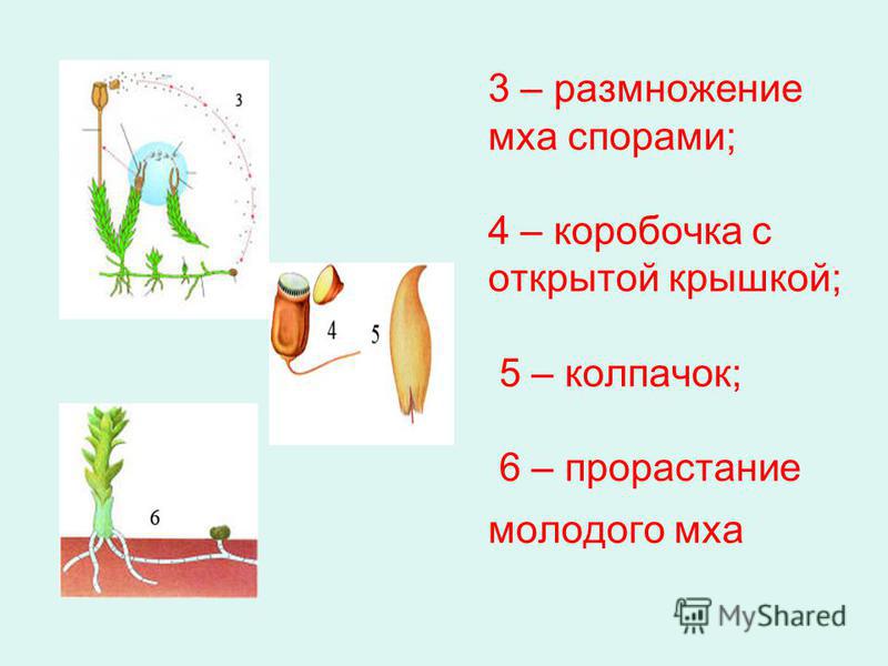 Размножение мхов происходит с помощью