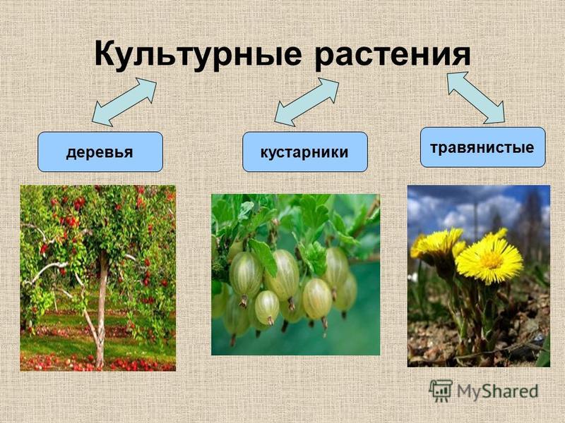 Дикорастущие и культурные растения презентация окружающий мир 2 класс плешаков школа россии