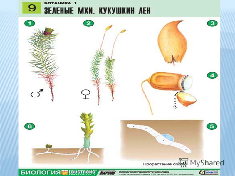 Развитие мха кукушкин лен схема