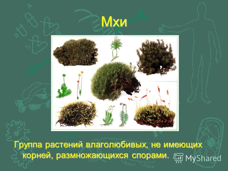 Примеры группы мхи. Группа растений мхи. Виды мхов и их названия. Группа растений мох сфагнум. Растения группы мхи названия.