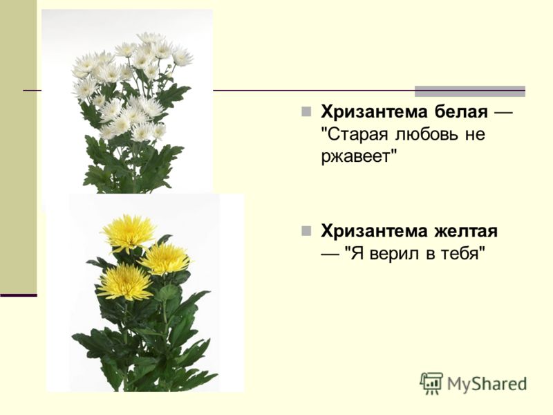 Что означает цвет хризантемы. Строение хризантемы. Белые хризантемы на языке цветов.