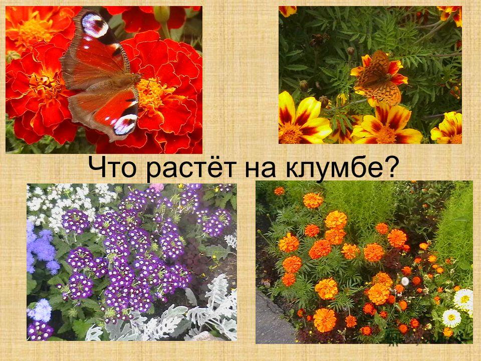 Что растет на клумбе. Цветы которые растут на клумбе. Цветы растущие на клумбе 1 класс. Цветы которые растут на клумбе названия.