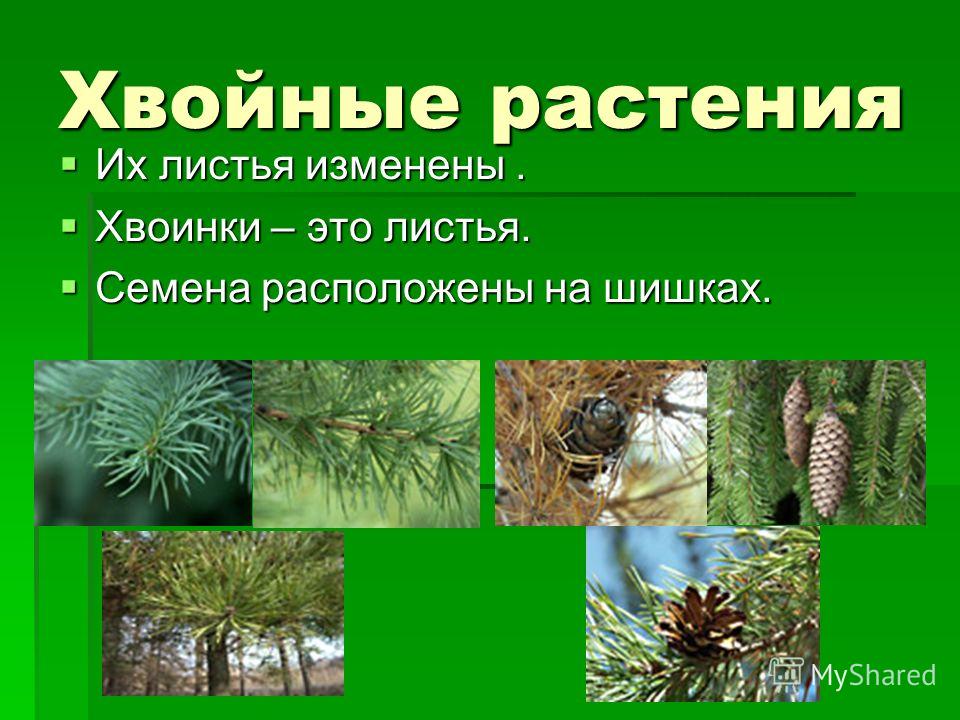 Размер хвойных растений. Хвойные растения. Виды хвойных растений. Многообразие хвойных растений. Сообщение о хвойном дереве.
