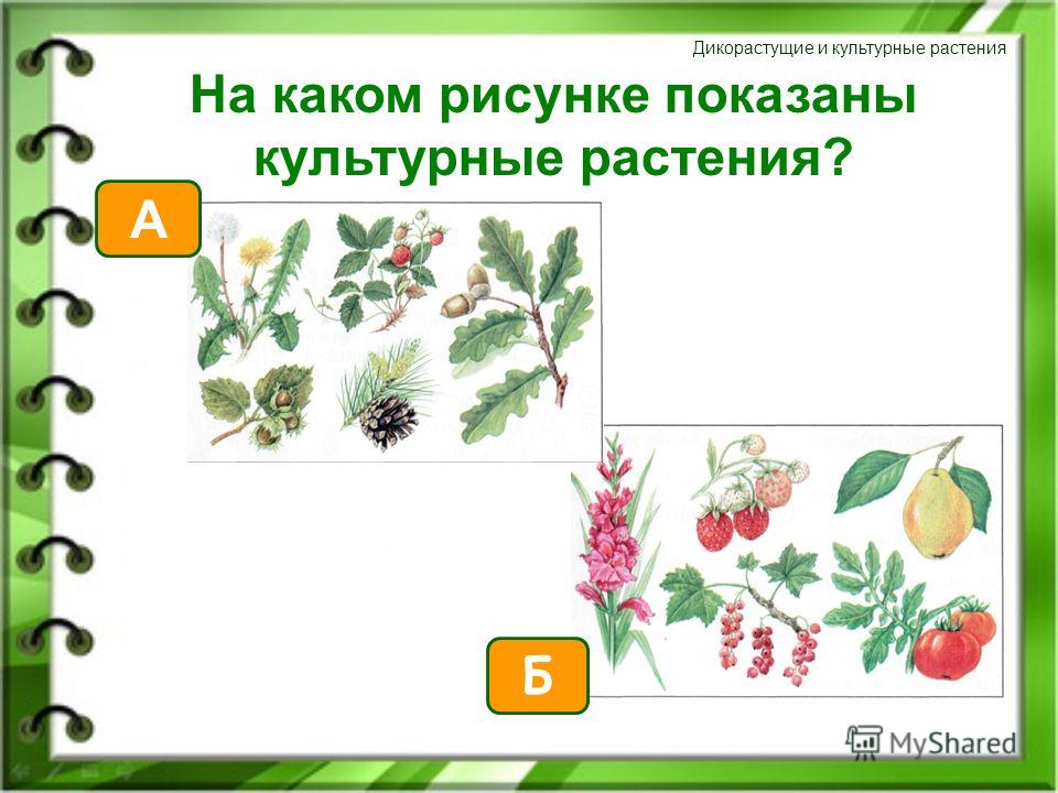 Презентация дикорастущие и культурные