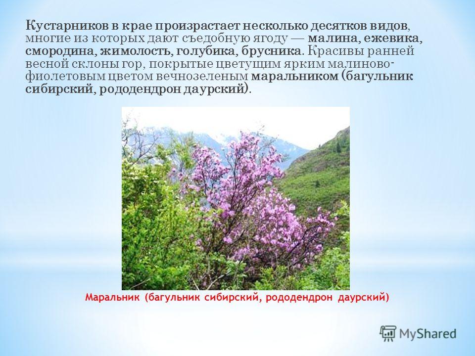 Кустарники ставропольского края фото и названия