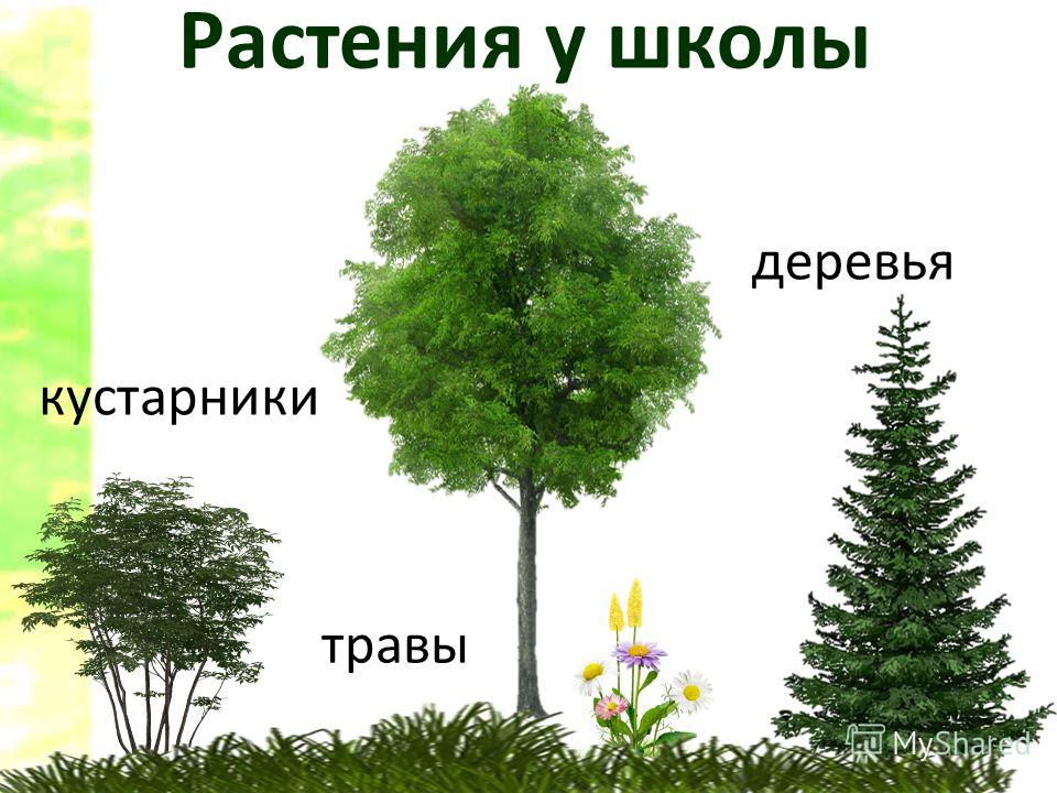 Части живой природы. Деревья кустарники травы. Дерево куст трава. Деревья кустарники травы для дошкольников. Дерево кустарник травянистое растение.