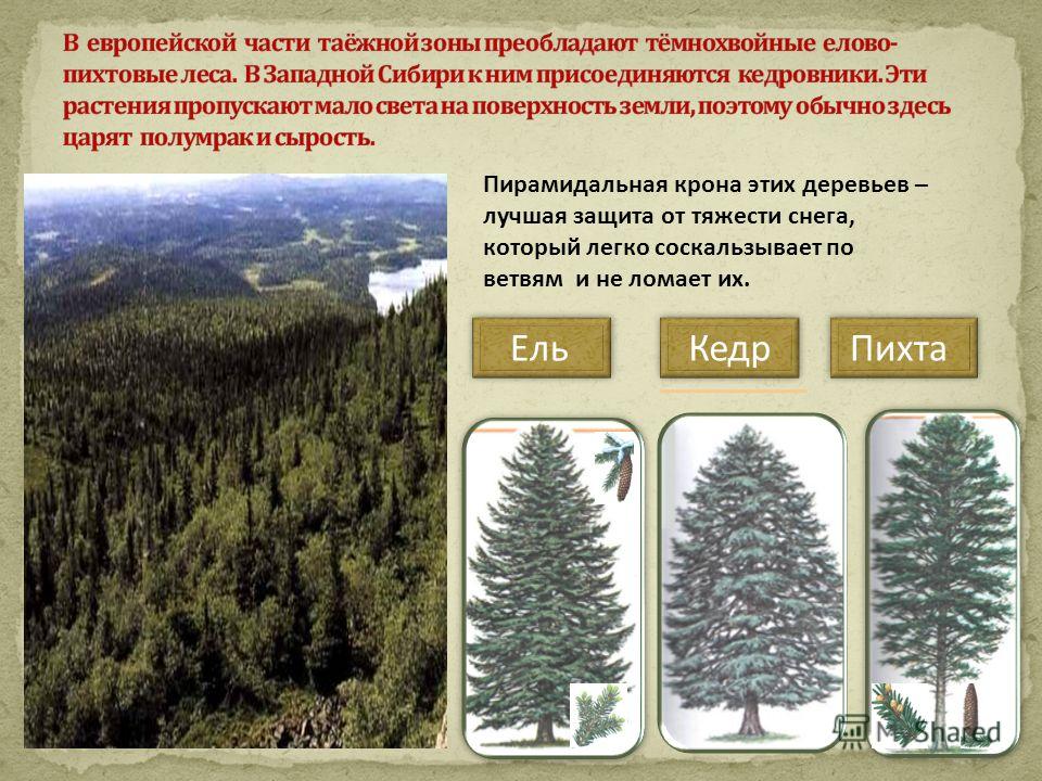 Какие виды лесов. Деревья зоны тайги. Виды хвойных лесов. Растения в хвойных лесах тайги. Темнохвойные Елово-пихтовые леса.