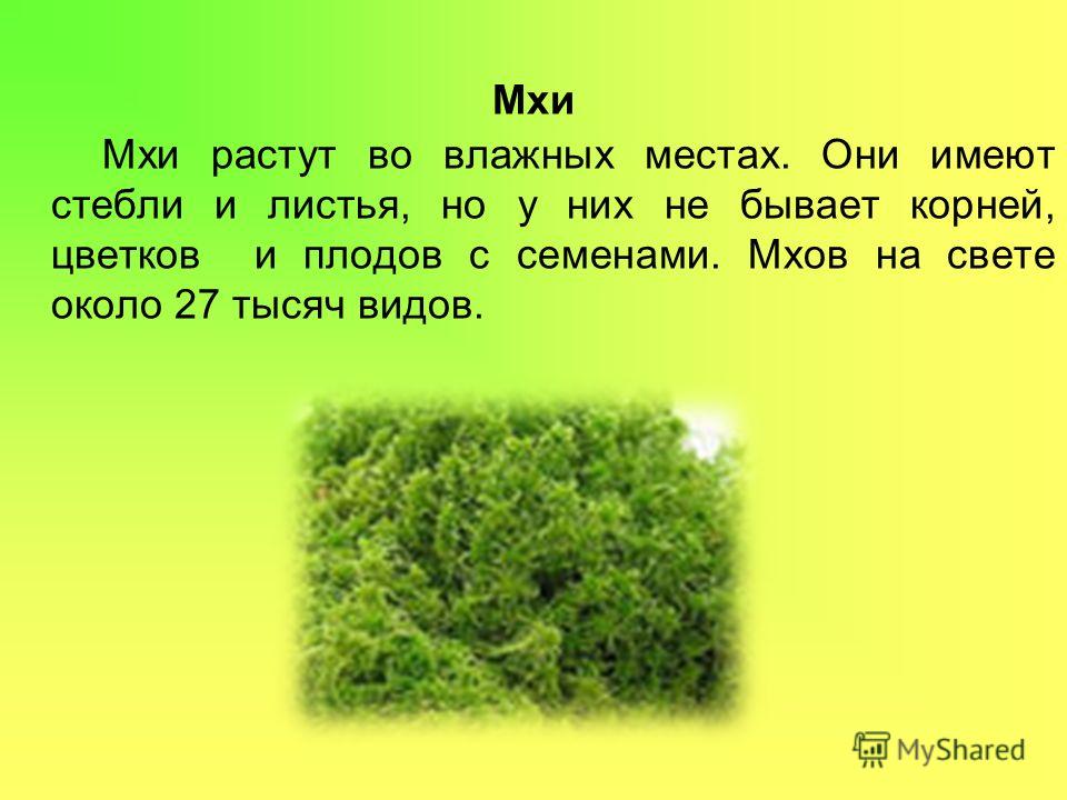 Есть слово моха. Мхи 3 класс. Небольшое сообщение о мхах. Мхи растут во влажных местах.