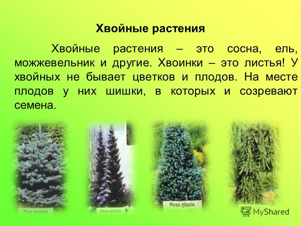 Loading... Conifers garden, Evergreen garden, Evergreen landscape