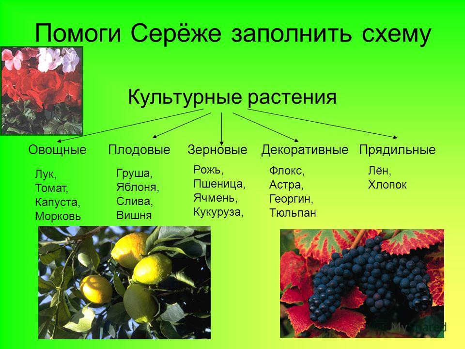 2 плодовых растений. Образцы культурных растений. Сорта культурных растений. Сортовые культурные растения. Культурные растения названия.