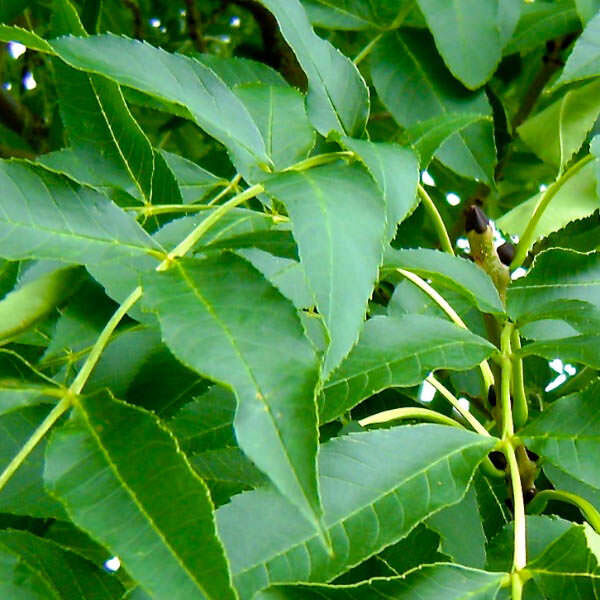 Лиственное растение фото. Fraxinus Excelsior 'coarctata'. Ясень обыкновенный Вестхофс Глори. Широколиственные растения ясень. Растения широколиственного листа ясень.