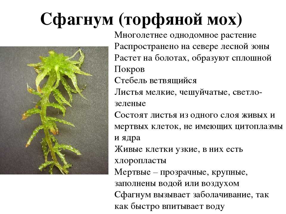 Из каких исходных клеток образуются листья мха. Мох сфагнум. Мох сфагнум характеристика растения. Мох сфагнум для растений. Сфагнум однодомное растение.