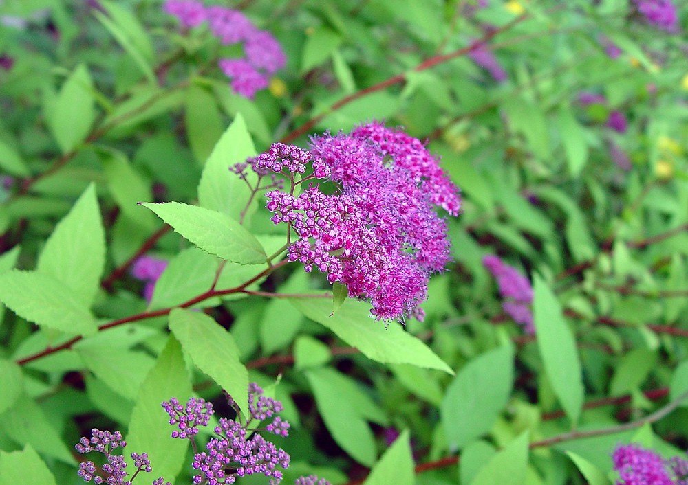 Спирея японская серая. Спирея japonica. Спирея Альпина. Спирея Фиалковая. Спирея японская фиолетовая.