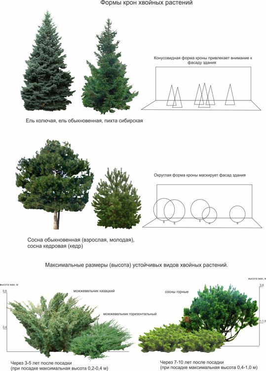 Фото и описания формирования крон деревьев и кустарников