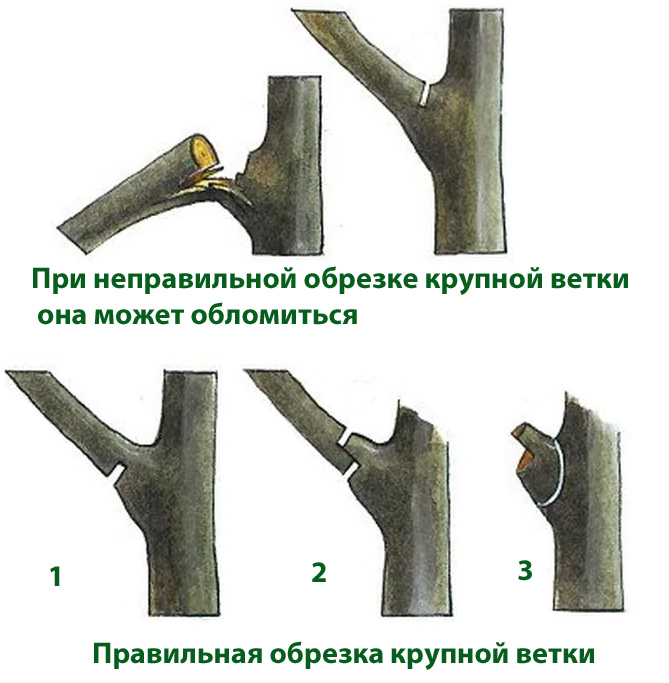 Можно ли обрезать. Санитарная обрезка яблони. Правильно обрезать яблоню. Обрезка веток яблони осенью. Обрезать ветки у яблони.
