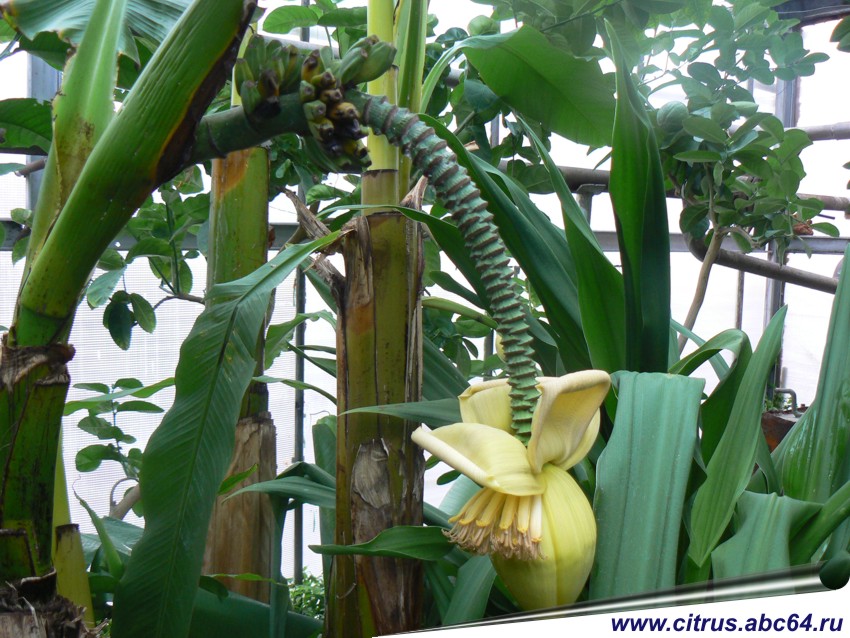 Вырастить банан из покупного банана. Банан Тропикана. Вырастить банановое дерево. Банан домашний. Банановое дерево комнатное растение.