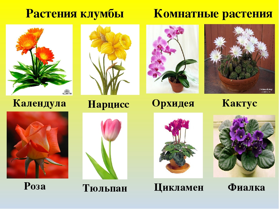 Растения на букву м. Цветы названия. Название цветочков. Растения на клумбе названия. Комнатные цветы с названиями.