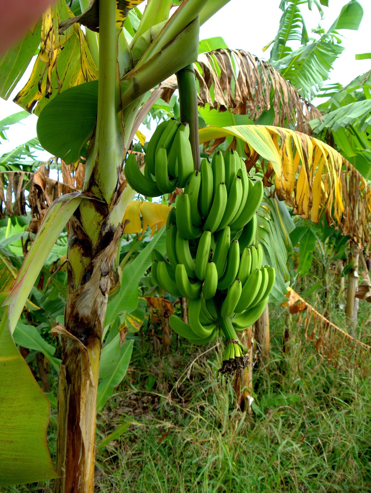 Бананы на дереве фото