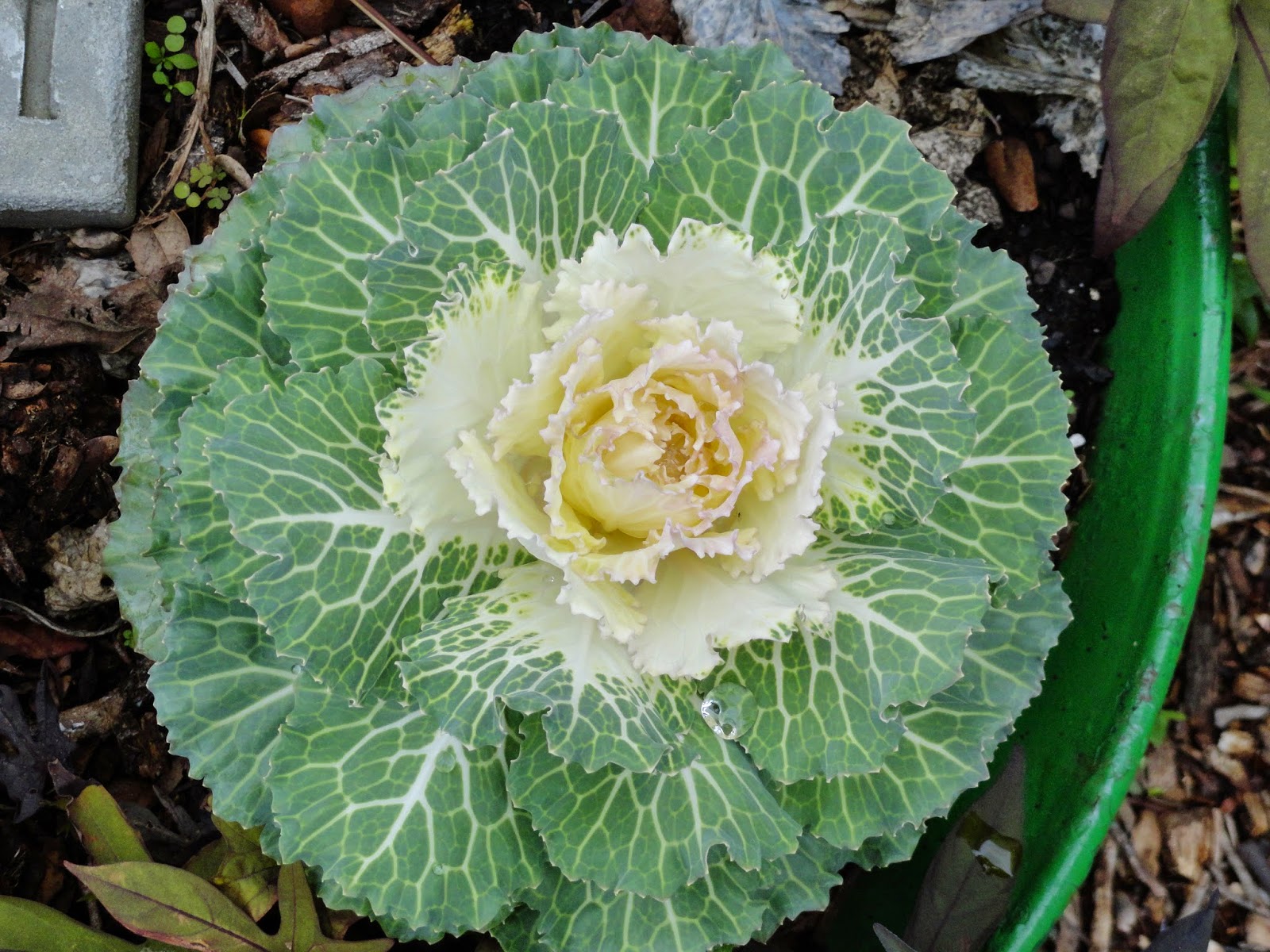 Kale Cabbage