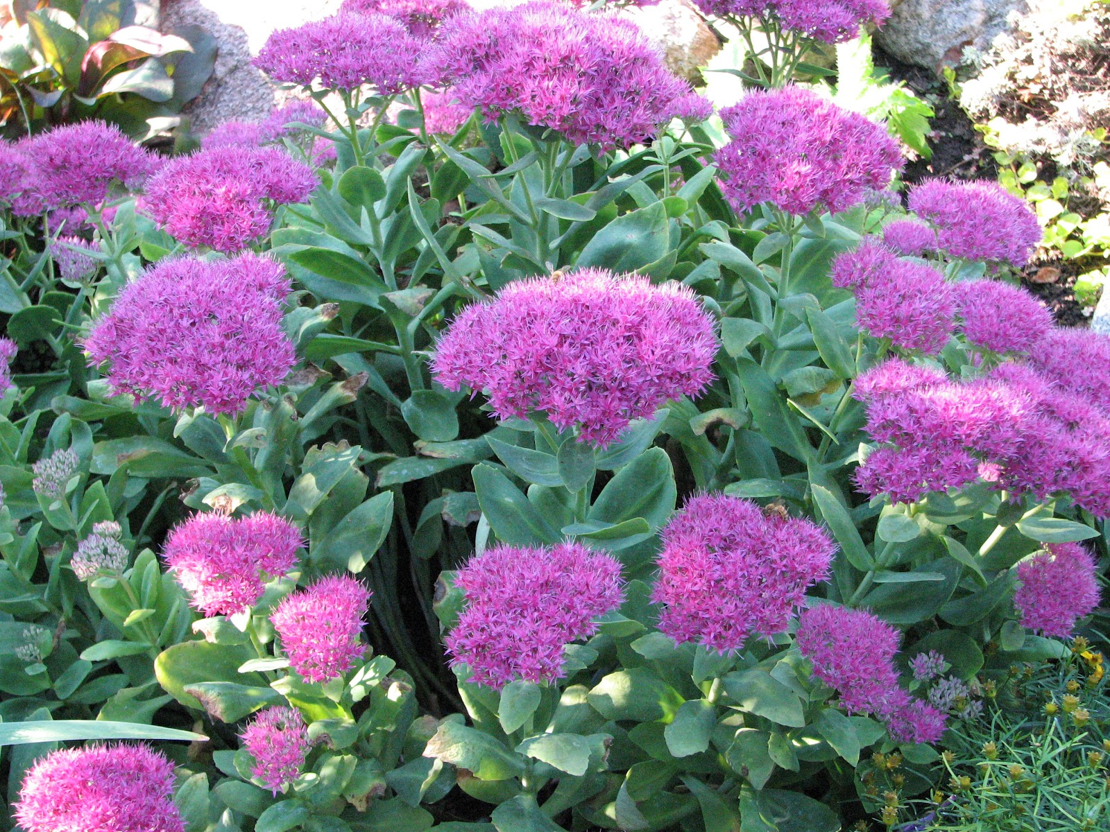 Очиток Видный (Sedum spectabile)