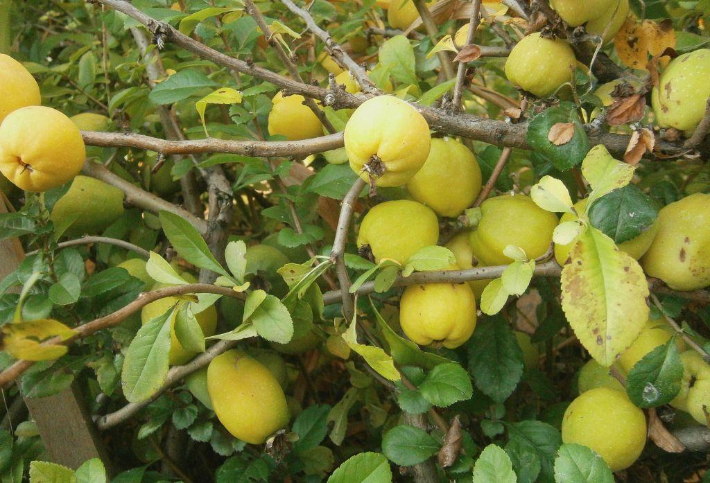 Айва кустовая фото с плодами