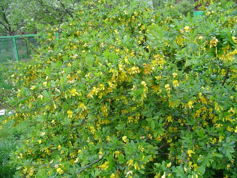 Колючий кустарник с желтыми плодами название и фото