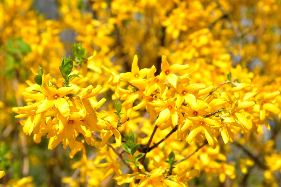Кустарник цветущий желтыми цветами ранней весной фото