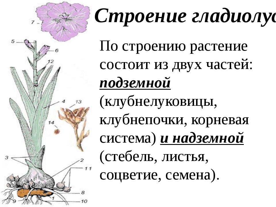 Гладиолус значение. Строение клубнелуковицы гладиолусов. Гладиолус строение растения. Строение гладиолуса. Строение луковицы гладиолуса.