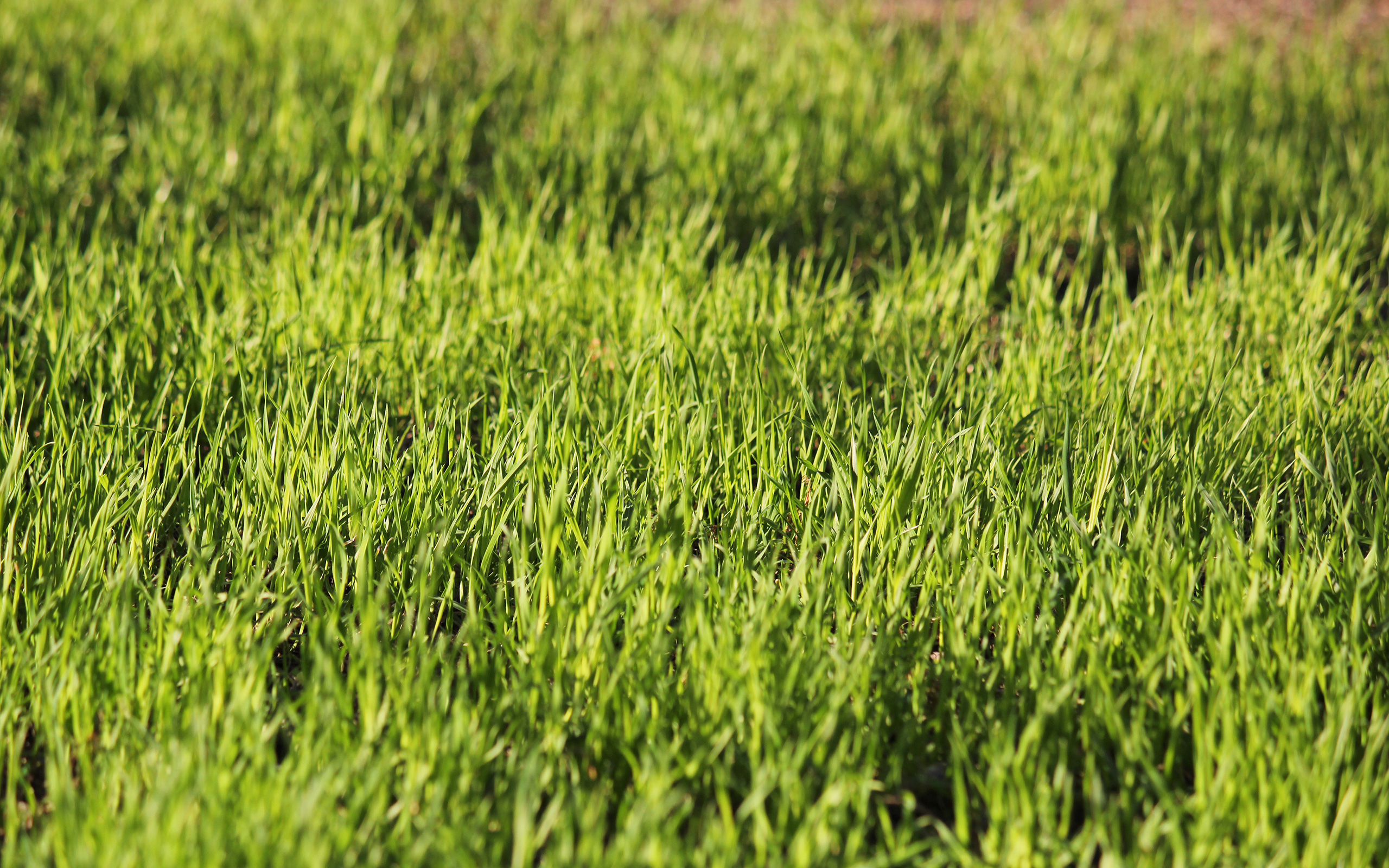 Трава зеле н нн а. Зеленая трава. Газон текстура. Трава фон. Текстура травы.