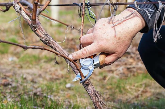 Правила обрезки виноградной лозы