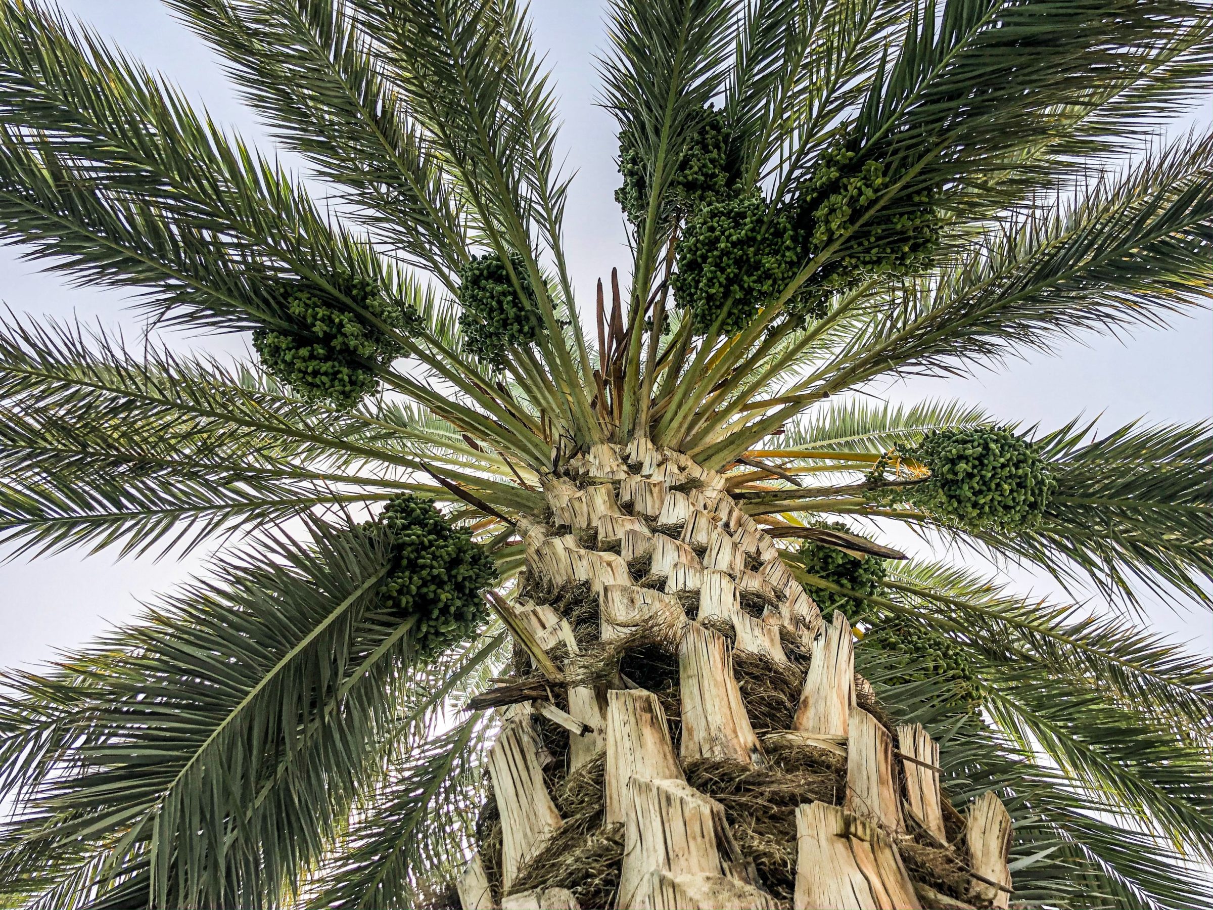 Ливан финиковая Пальма