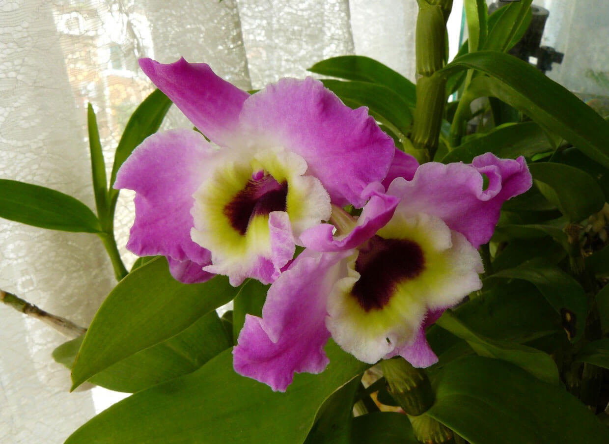 Фото орхидеи вида дендробиум