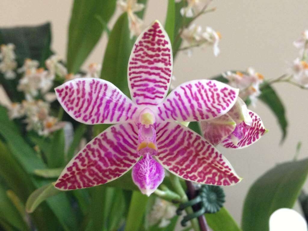 Фото орхидеи Людеманна