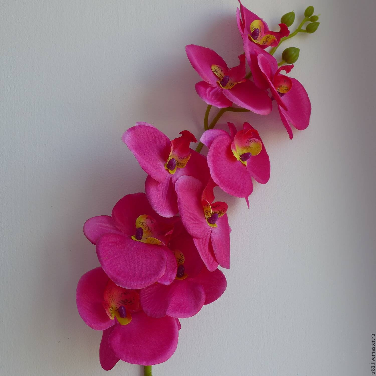 Фото орхидеи анакамптис