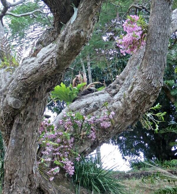 Фото орхидей, растущих на дереве