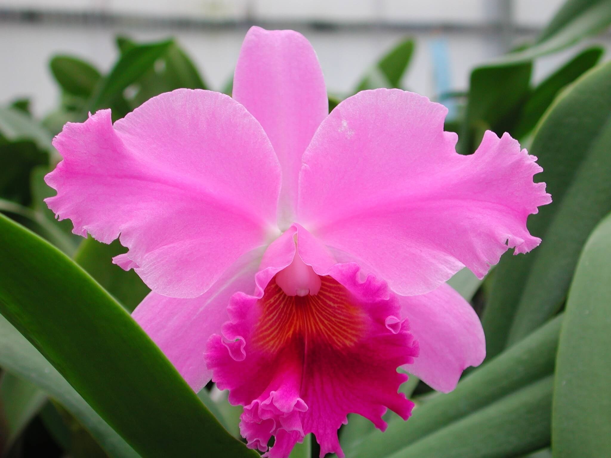 Фото орхидеи Каттлея губастая