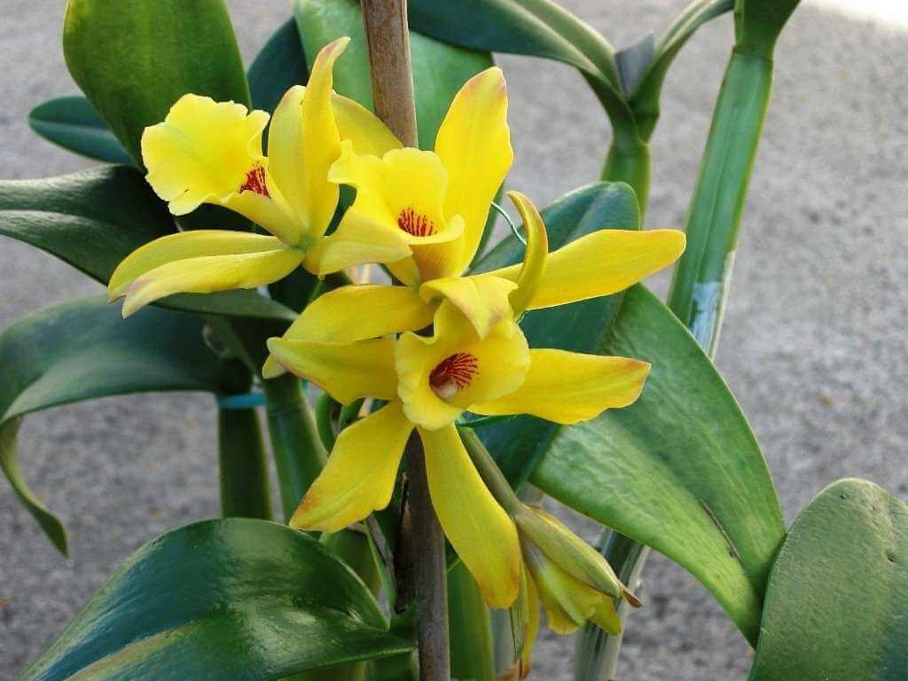 Орхидея из семейства ванильных