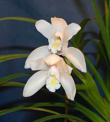 Фото орхидеи Эбурнеум