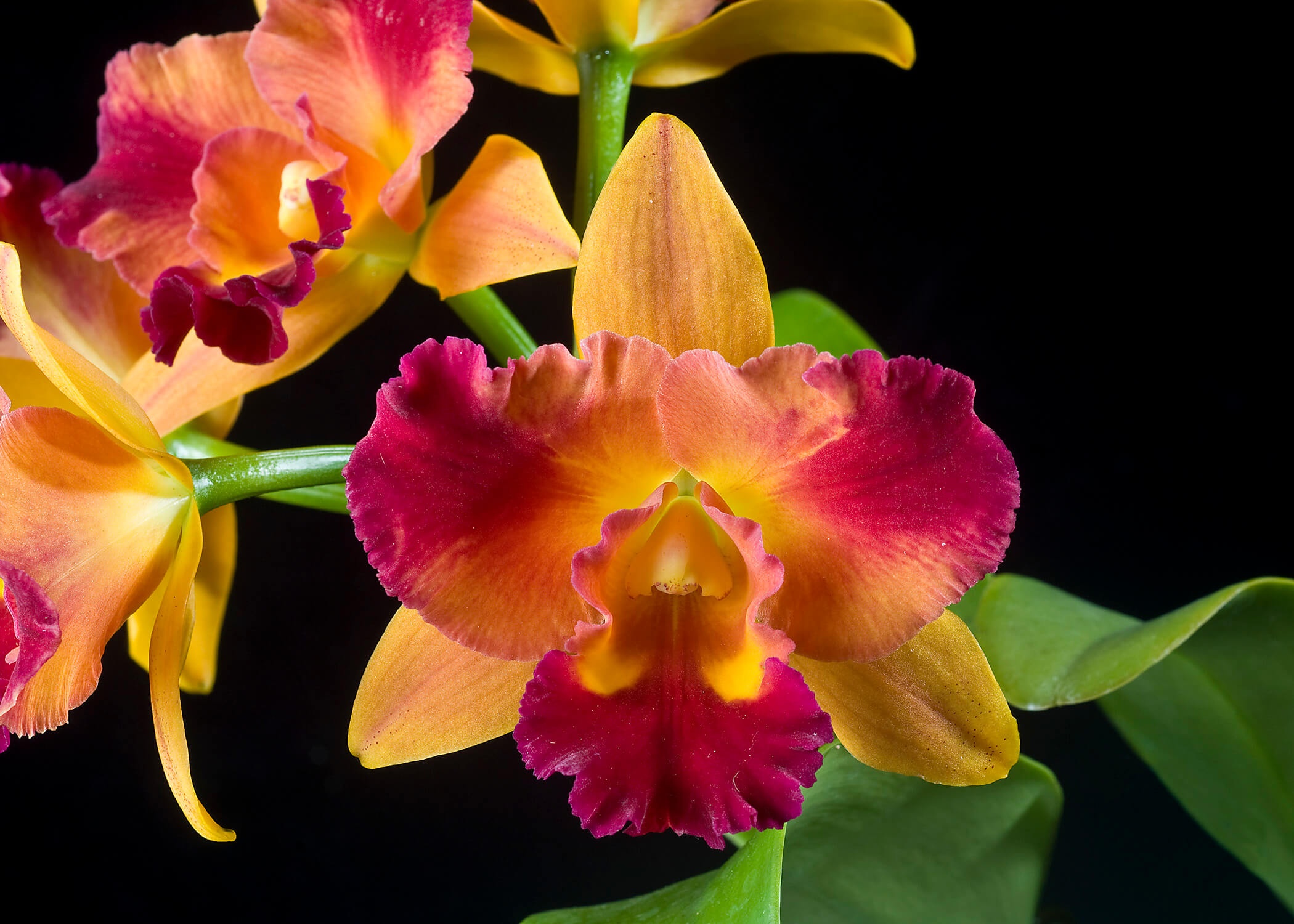 Фото орхидеи Потинара