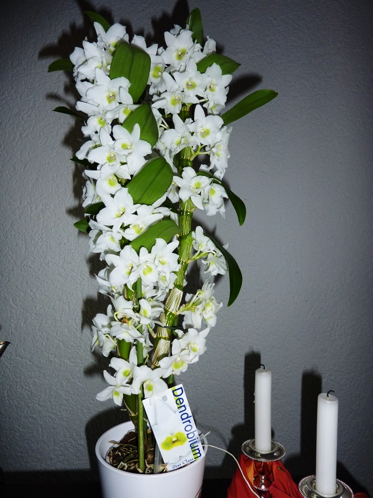Фото орхидеи Дендродиум нобиле
