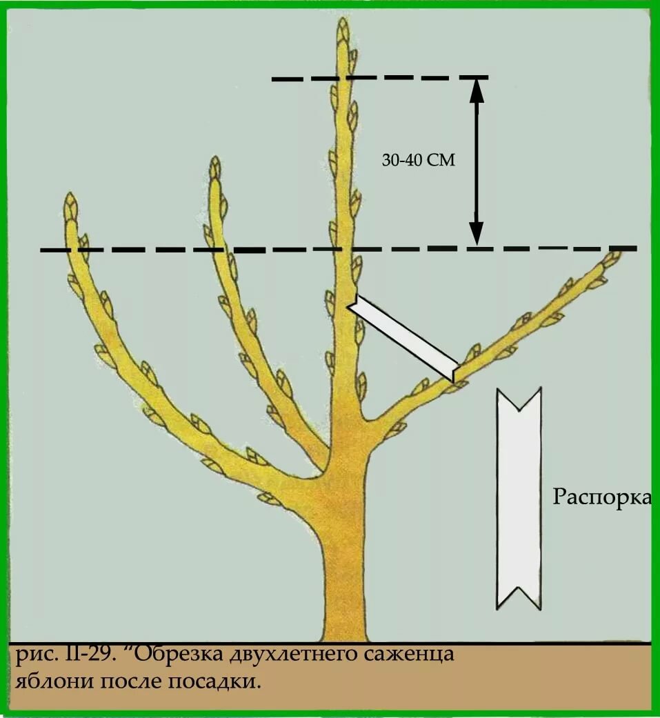 Правильная обрезка яблони весной пошаговое руководство